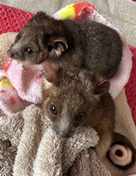 Wildlife rescue of baby ringtail possums in Chippendale — Michael Mobbs ...