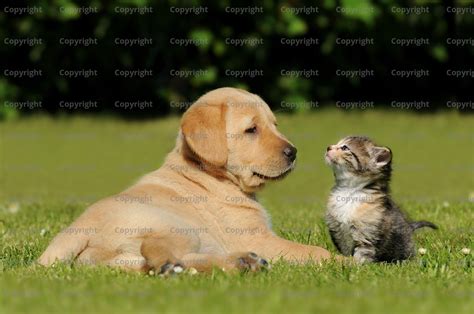 Animal shelter | Multivet