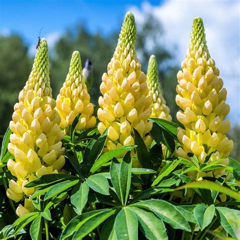 New Yellow Lupine Plants For Sale Lupinus Gallery Yellow Easy To