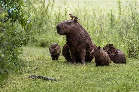 This Dog Sized Rodent The Capybara Is Your New Favorite Animal