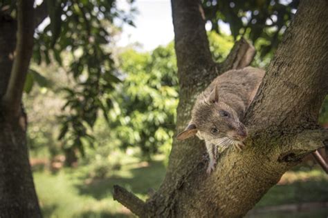 Reports on HeroRATs: Sniffing Out Landmines and Tuberculosis - GlobalGiving