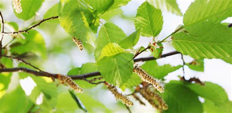 Alder (Alnus) Genus Level details and Allergy Info | Pollen.com