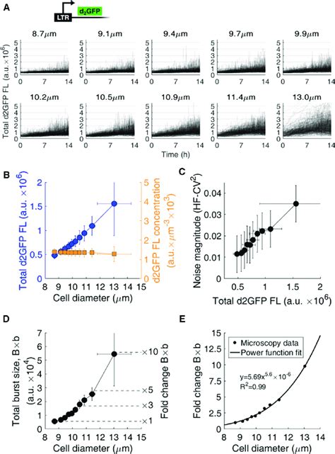 Burst Size Of The Hiv Ltr Promoter Increases With T Cell Volume A