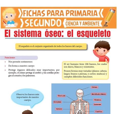 Ficha De El Esqueleto Humano Para Segundo De Primaria Esqueleto