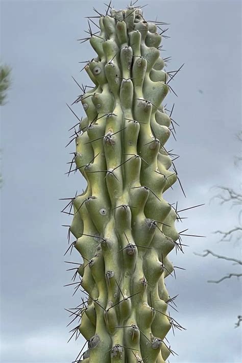 The Cacti Are Flourishing In An Australian Town Better Known For Its