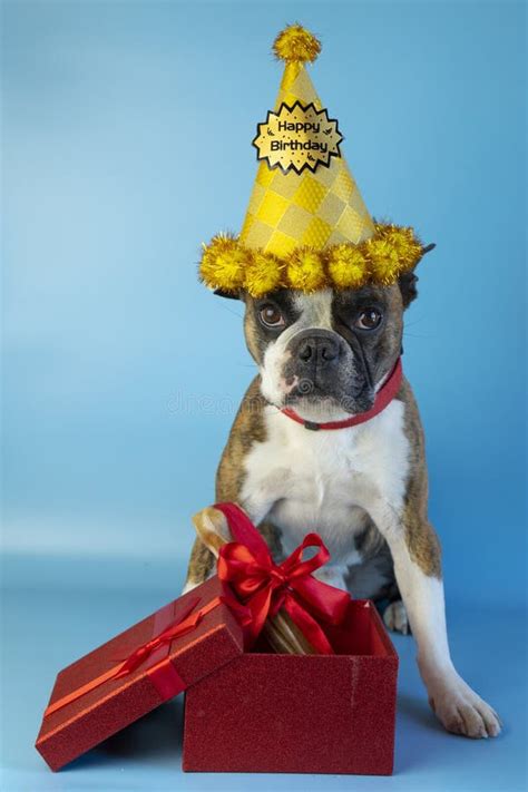 Funny Boston Terrier Wishes Happy Birthday In A Festive Hat And With A