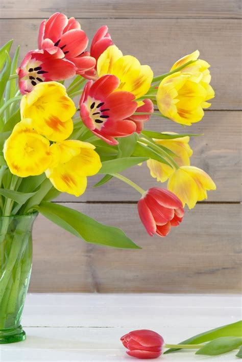 Тюльпаны — Tulips