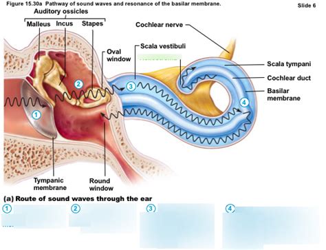 Hearing And Balance Diagram Quizlet