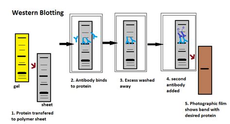 How Does Western Blotting Work Pediaa