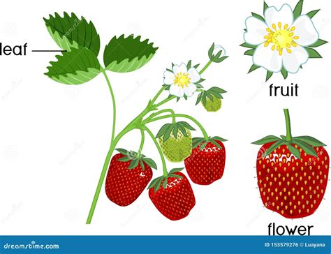 Parts Of Plant Morphology Of Strawberry Plant With Green Leaf And Red