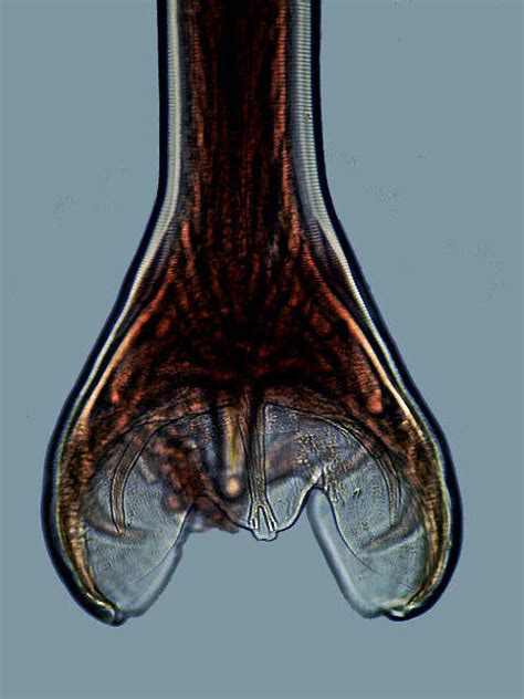 Ancylostoma Braziliense Morphology