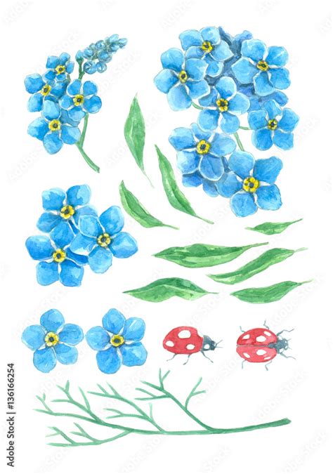 Collection Of Forget Me Not Flowers Leaves And Ladybugs Elements For