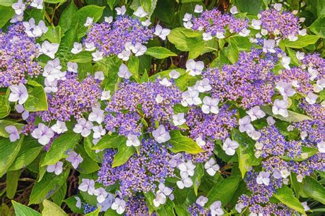 Raue Hortensie Expertenwissen F R Den Garten