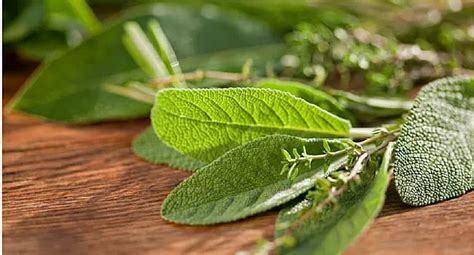 Ways to Use and Store Sage