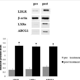 Protein Expressions Of Ldlr A Lxr B And Abcg C In Plasma