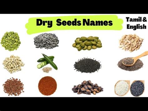 Dry Seeds Names In Tamil English Chia Seed Flax Seed Saliya Seed