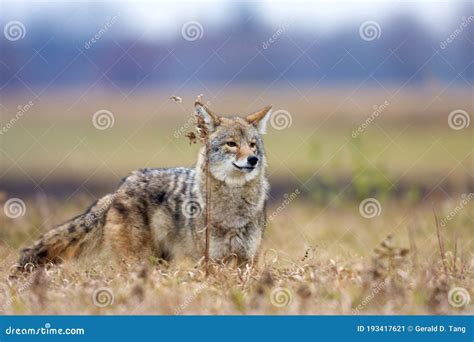 Coyote Hunts 800608 Stock Image Image Of Mammals Grasslands 193417621