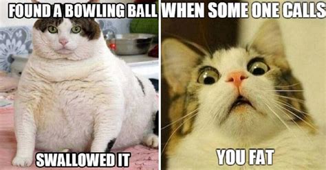 Try Not To Laugh When You See These Funny Fat Cat Memes Cats My Life