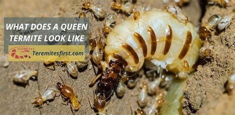 What Does A Queen Termite Look Like Insights On Size Role Termites