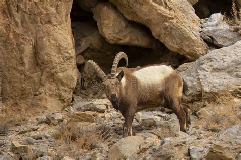 Male Himalayan Ibex Portrait Stock Photo - Image of soil, horns: 316328892