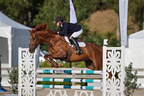 Eventing Horses for Sale | Quality NZ Horses