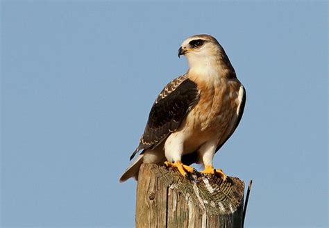 Peneireiro Cinzento Elanus Caeruleus