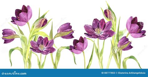 Watercolor Purple Tulips Stock Illustration Illustration Of Leaf