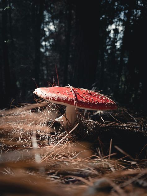 Pine Mushroom Photos Download Free Pine Mushroom Stock Photos And Hd Images