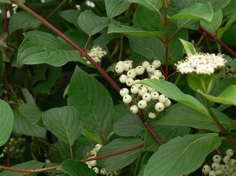Dogwood Red Osier
