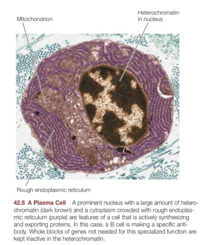 The Basic Defense Systems Against Infections The Humoral And Cellular