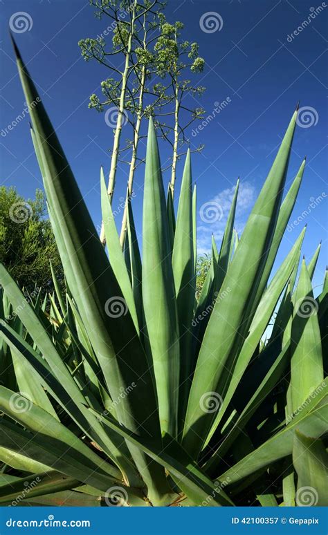 Sisal Plant Agave Sisalana Plantation In Madagascar Near Fort Dauphin