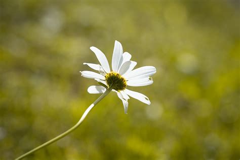 Marguerite Blanche Fleur Photo Gratuite Sur Pixabay Pixabay