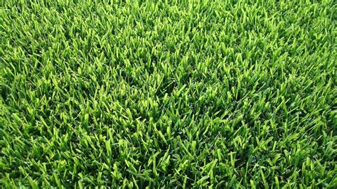 Zoysia Grass Atlas Turf