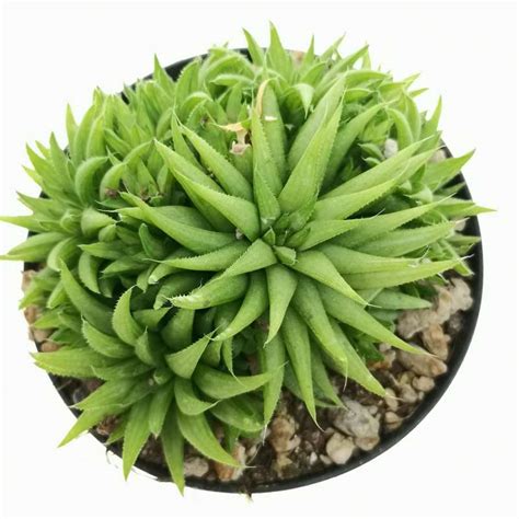 Haworthia Mucronata Cm Aloaceae Giromagi Vendita Piante Grasse