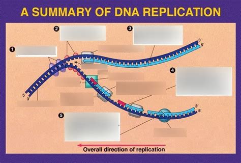 Dna Replication Fill In Diagram Quizlet