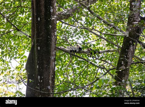 The Panamanian white-faced capuchin (Cebus imitator), also known as the ...