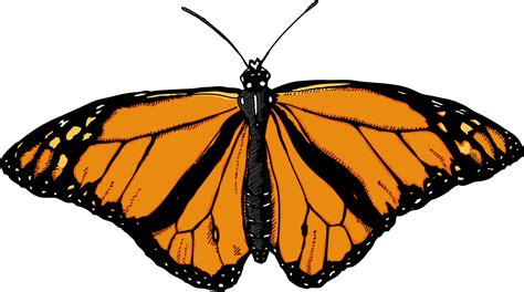 Download Monarch Butterfly Clip Art Butterfly With White Background