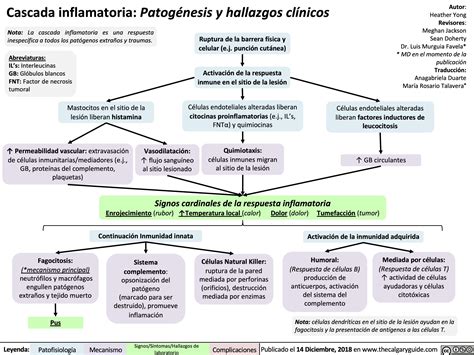 Cadena De Inflamacion