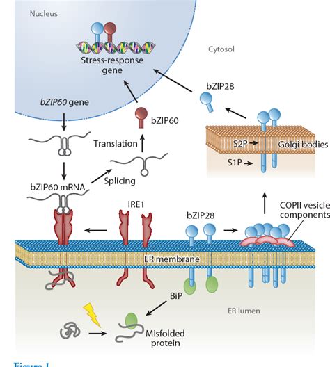 Figure 1 From Endoplasmic Reticulum Stress Responses In Plants