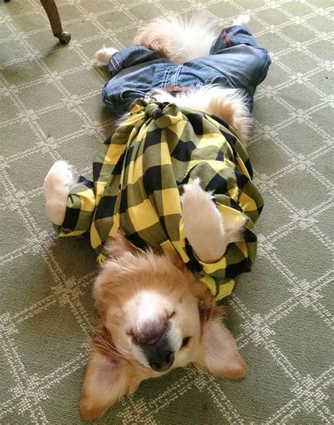 This Golden Retriever Acts Like A Human