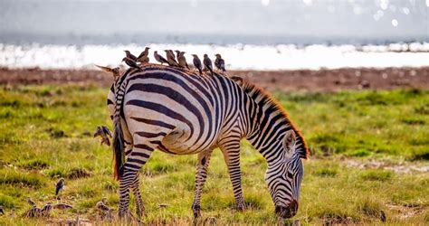 6 Days Masai Mara Lake Nakuru Amboseli Budget Safari