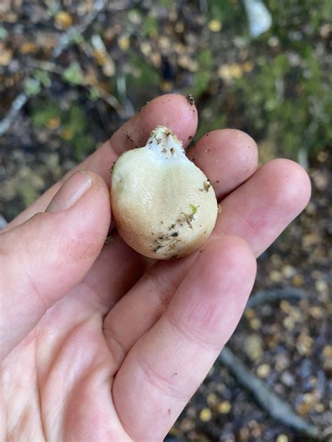 Common Gilled Mushrooms And Allies From Lower Hutt Stokes Valley