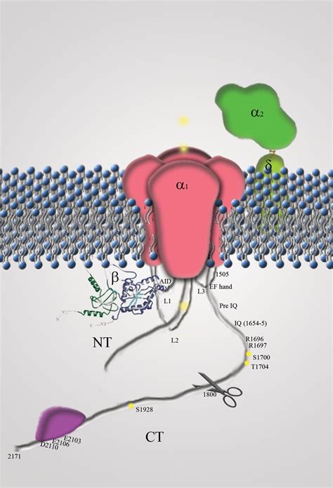 Regulation Of Cardiac L Type Ca Channel Cav Via The Adrenergic