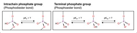 What S The Pka Of The Phosphate Group In Dna And Rna Molecules Researchgate