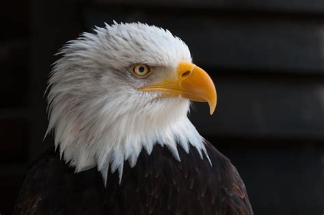 883+ Best Free Eagles Stock Photos & Images · 100% Royalty-Free HD ...