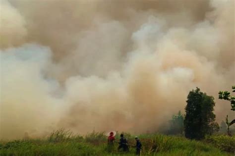 Tim Gabungan Padamkan Kebakaran 30 Hektare Lahan Di Tapin Kalsel