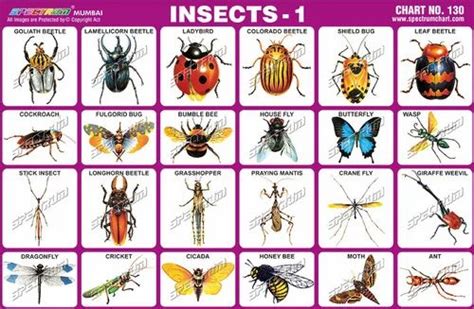 Insects Chart At Best Price In Mumbai By Skylark Printers Id 9395478762