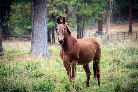 All About The Chestnut Horse