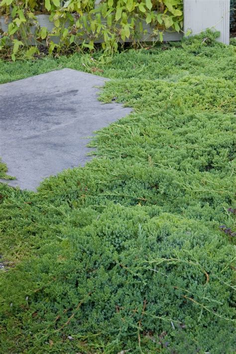 Dwarf Trees For Landscaping