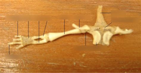 Necturus Pelvic Gridle 2 Diagram Quizlet